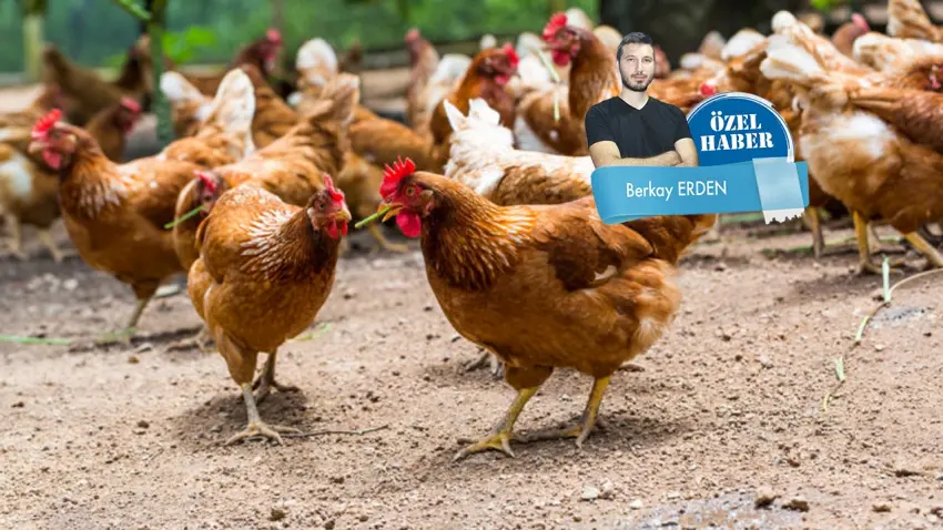 Beyaz ette kuş gribi ve maliyet kıskacı: Üretici desteklenmeli haberinin görseli