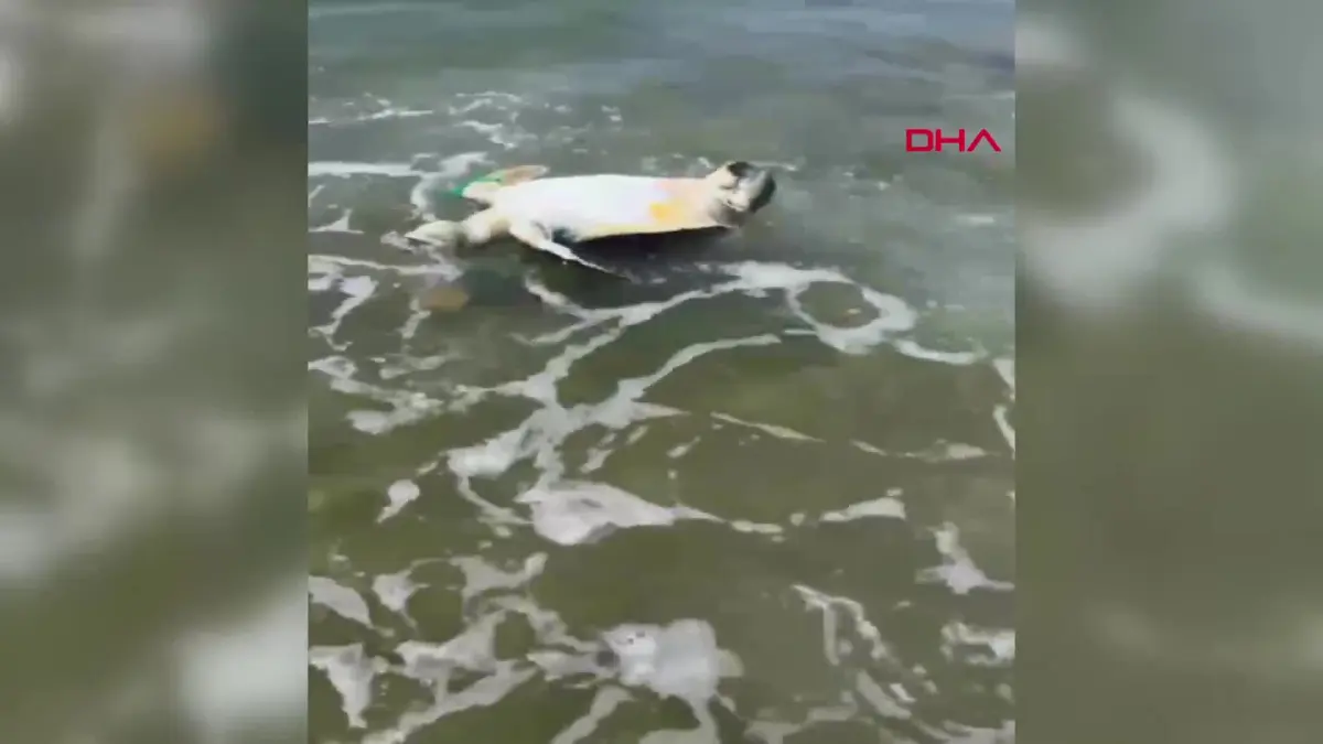İzmir'de yüzgecine parke taşı bağlanmış ölü deniz kaplumbağası kıyıya vurdu görseli