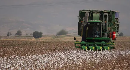 BCI Pamuğu üretim alanı 71 bin hektarı aştı