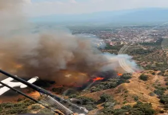 Nazilli'de zeytinlik yangını