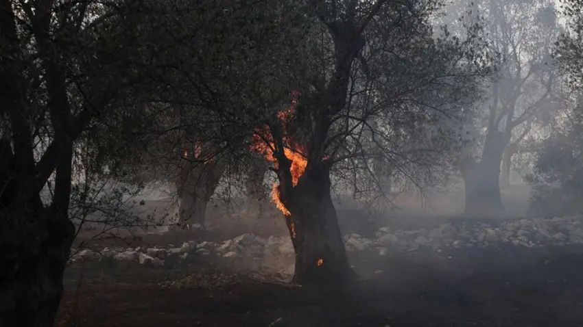 Yunanistan’ın Viotia Bölgesinde orman yangını haberinin görseli