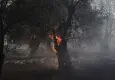 Yunanistan’ın Viotia Bölgesinde orman yangını