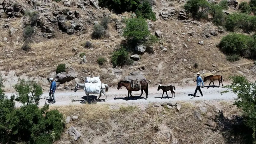 Menemen dağlarında kekik mesaisi: At sırtında toplanıyor, dünyaya ihraç ediliyor haberinin görseli