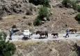 Menemen dağlarında kekik mesaisi: At sırtında toplanıyor, dünyaya ihraç ediliyor