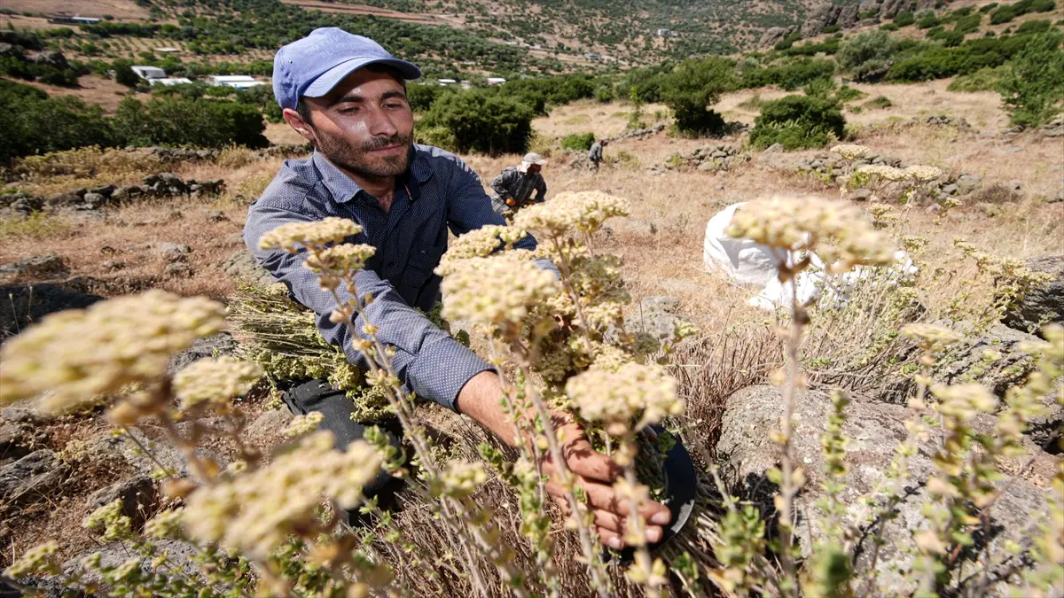 Mevsimlik işçiler İzmir'in dağlarında at sırtında kekik topluyor görseli