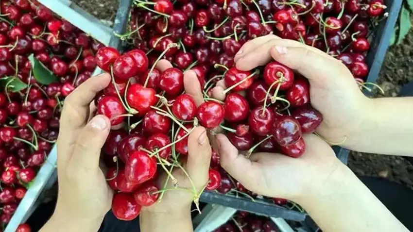 Türkiye 2 kat üretiyor, Şili 15 kat fazla kazanıyor haberinin görseli