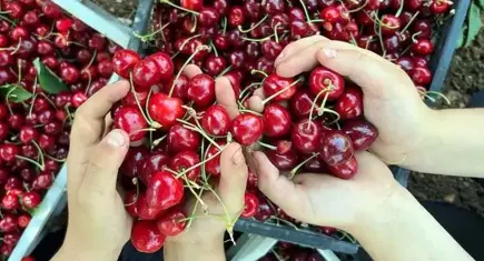 Türkiye 2 kat üretiyor, Şili 15 kat fazla kazanıyor
