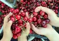 Türkiye 2 kat üretiyor, Şili 15 kat fazla kazanıyor