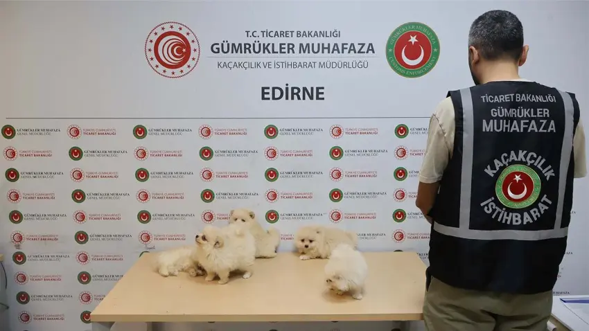 Kapıkule'de kaçak köpek operasyonu: 6 Pomeranian yavrusu ele geçirildi haberinin görseli