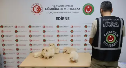 Kapıkule'de kaçak köpek operasyonu: 6 Pomeranian yavrusu ele geçirildi