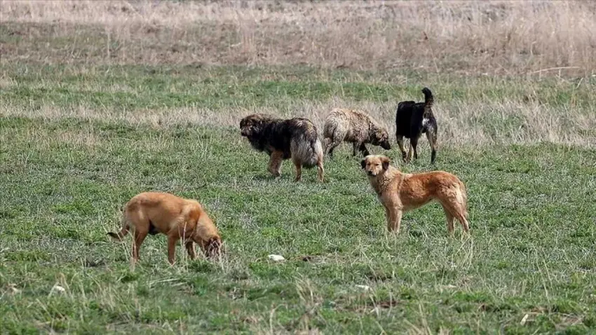 Ankara'da 52 bin sahipsiz sokak hayvanı toplandı haberinin görseli