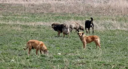 Ankara'da 52 bin sahipsiz sokak hayvanı toplandı
