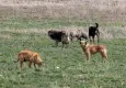 Ankara'da 52 bin sahipsiz sokak hayvanı toplandı