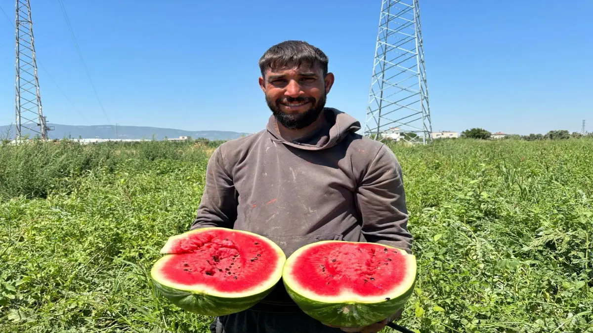 Torbalı'da karpuz hasadı başladı, üreticiler sezondan umutlu görseli