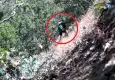 Kenevirlerin bakımını yaparken fotokapana yakalandılar: CHP ilçe başkanı ve oğluna gözaltında