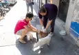 Karşıyaka Belediyesi sokak hayvanlarının yanında