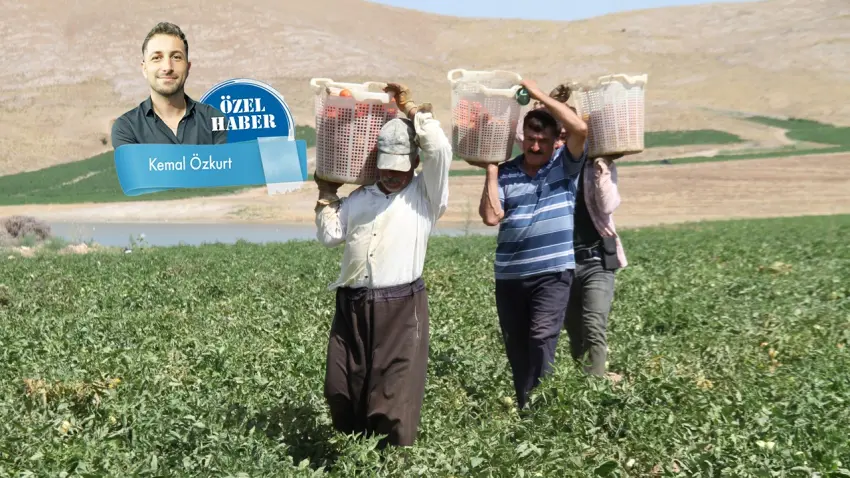 40 derecede alın teri döküyor, sofrasına yetmiyor haberinin görseli