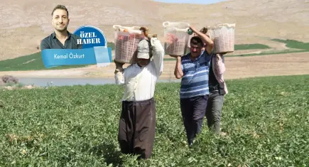 40 derecede alın teri döküyor, sofrasına yetmiyor