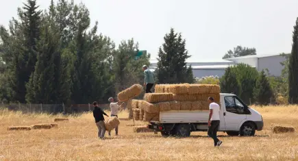 Buca Belediyesi’nden üreticilere ücretsiz saman desteği