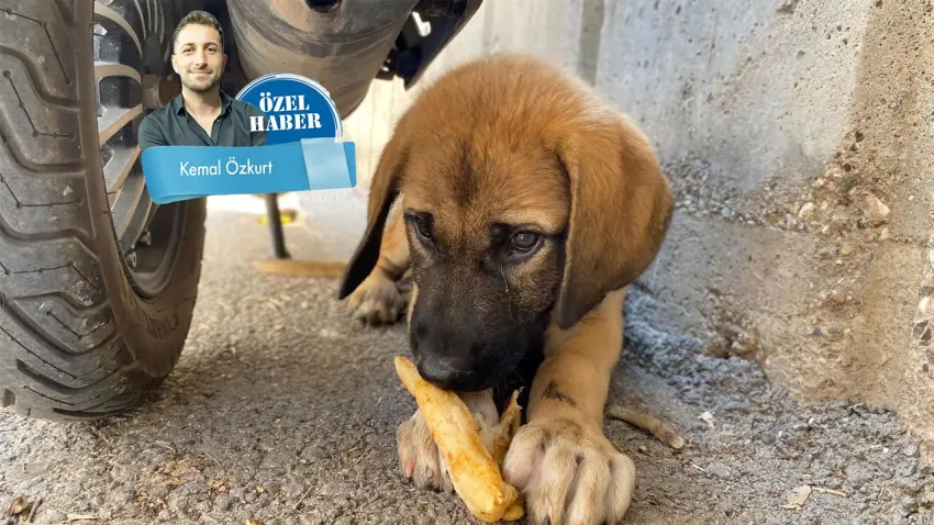 İzmir’in sokaklarında Bakanlık talimatlı sessiz köpek tahliyesi haberinin görseli