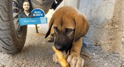 İzmir’in sokaklarında Bakanlık talimatlı sessiz köpek tahliyesi