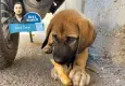 İzmir’in sokaklarında Bakanlık talimatlı sessiz köpek tahliyesi