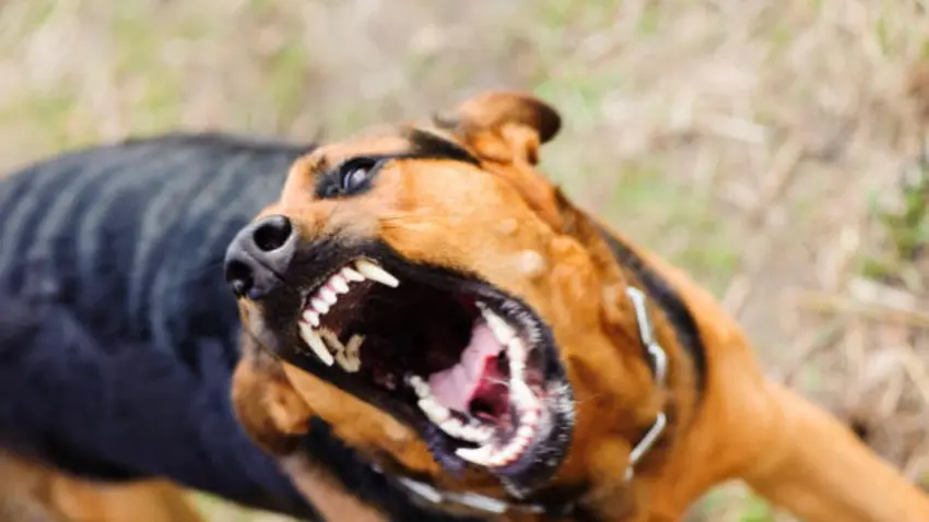 köpek