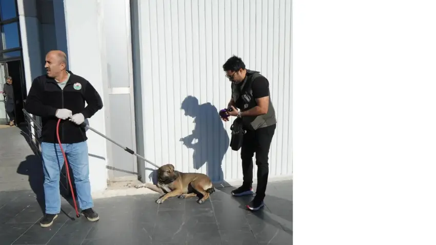 barınak