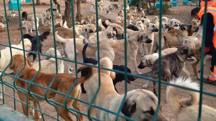 barınak