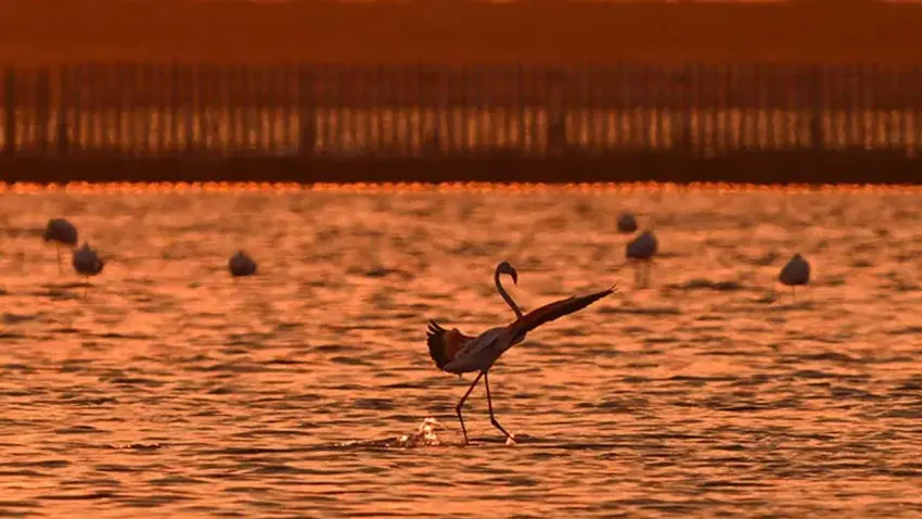Gediz Deltası'nda 18 bin flamingo yavrusu göçe hazırlanıyor haberinin görseli