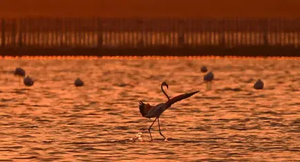 Gediz Deltası'nda 18 bin flamingo yavrusu göçe hazırlanıyor