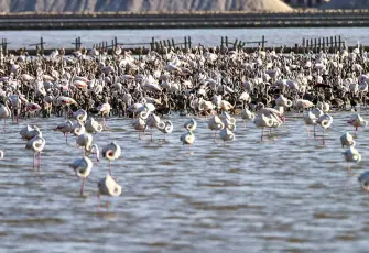 Gediz Deltası'nda 18 bin flamingo yavrusu göçe hazırlanıyor