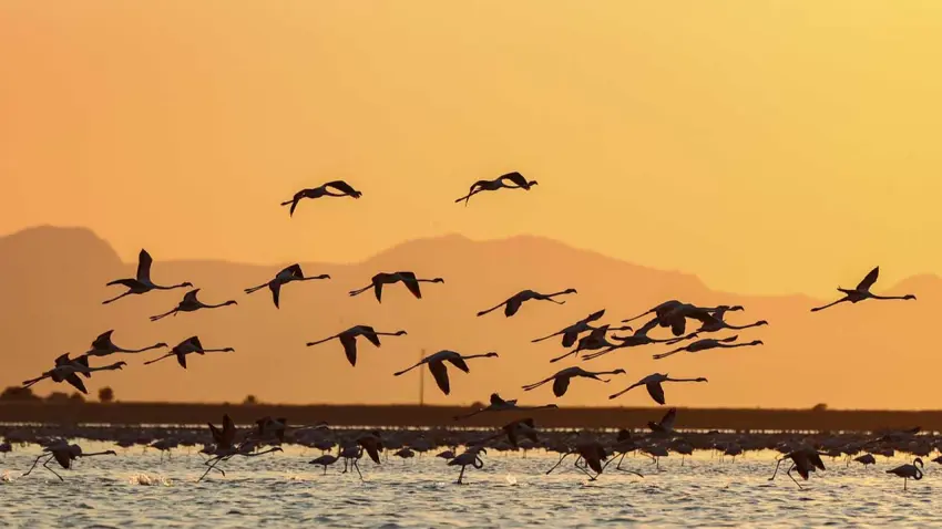 gediz