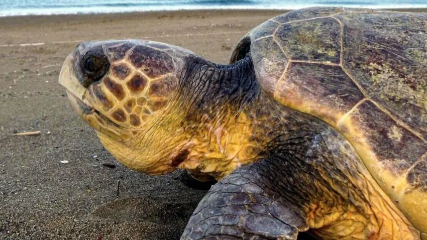 Caretta carettalar İztuzu'na akın etti haberinin görseli