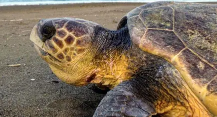 Caretta carettalar İztuzu'na akın etti