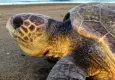 Caretta carettalar İztuzu'na akın etti