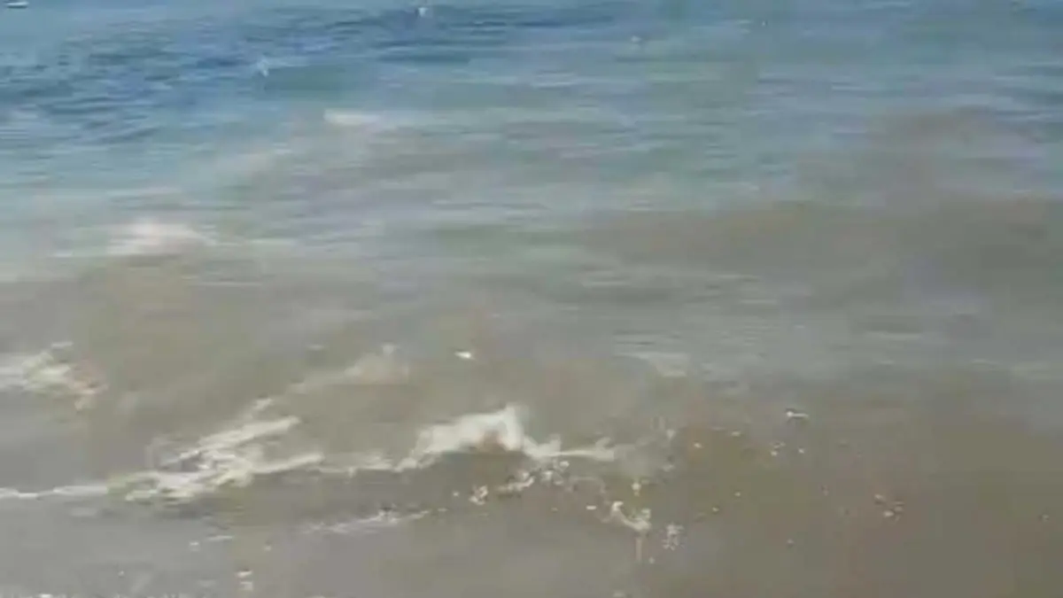 Bodrum'da deniz kirliliği; soruşturma başlatıldı görseli