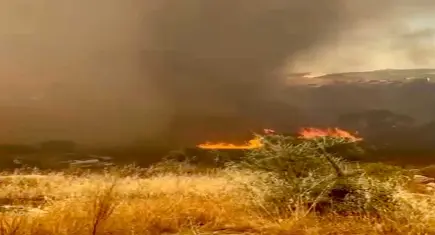 Muğla'da orman yangını