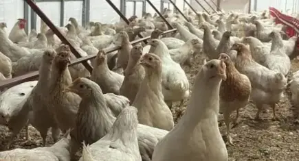 Tavuk eti üretiminde sert düşüş: TÜİK verileri alarm verdi
