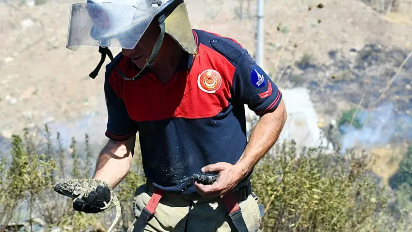 İzmir'deki orman yangınında itfaiye ekipleri bukalemunu kurtardı haberinin görseli