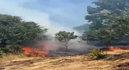 Gemlik'te korkutan anız yangını