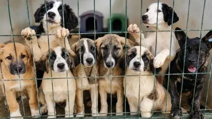 Kaş Hayvan Dostları Derneği'nden köpek nakillerine tepki: Sürgüne hayır haberinin görseli