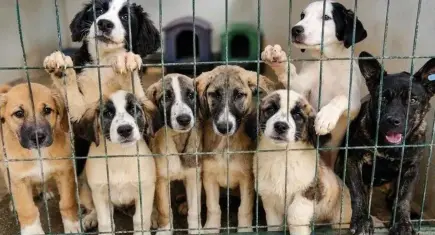 Kaş Hayvan Dostları Derneği'nden köpek nakillerine tepki: Sürgüne hayır