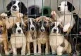 Kaş Hayvan Dostları Derneği'nden köpek nakillerine tepki: Sürgüne hayır