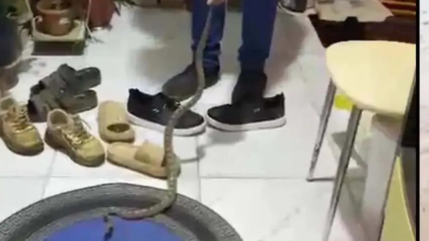 Antalya'da sıcaklar yılanları şehre indirdi: İtfaiyeye ihbar yağıyor