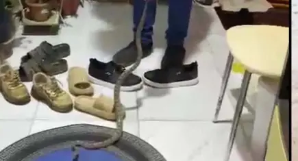 Antalya'da sıcaklar yılanları şehre indirdi: İtfaiyeye ihbar yağıyor