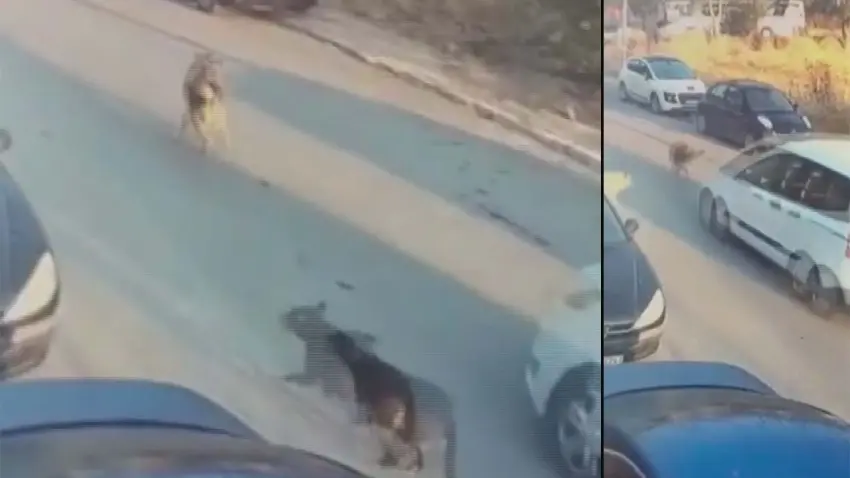 Sokak köpeğini aracıyla ezerek ölümüne neden olan sürücü tutuklandı