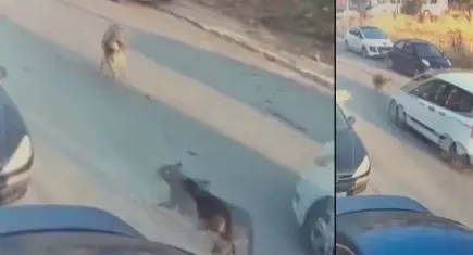 Sokak köpeğini aracıyla ezerek ölümüne neden olan sürücü tutuklandı