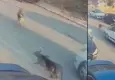 Sokak köpeğini aracıyla ezerek ölümüne neden olan sürücü tutuklandı