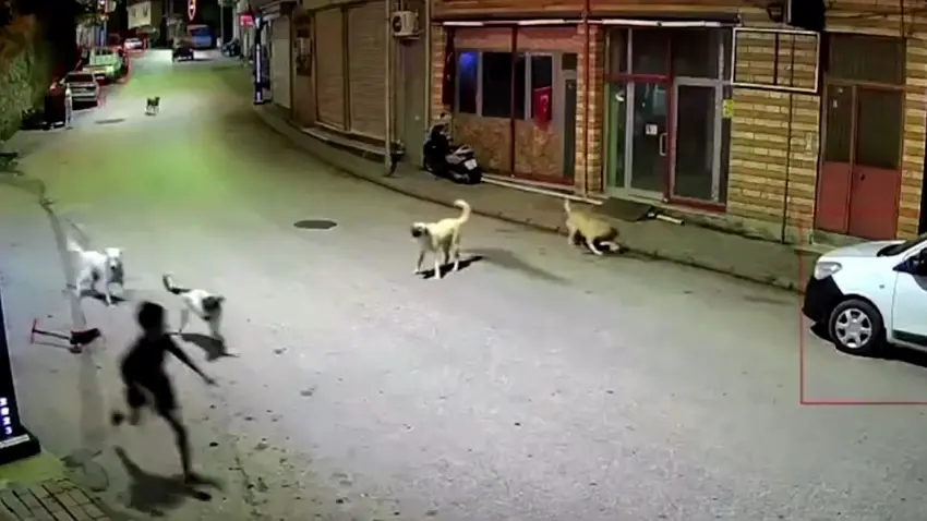 Ordu’da 10 yaşındaki çocuk evine giderken sahipsiz köpeklerin saldırısına uğradı haberinin görseli